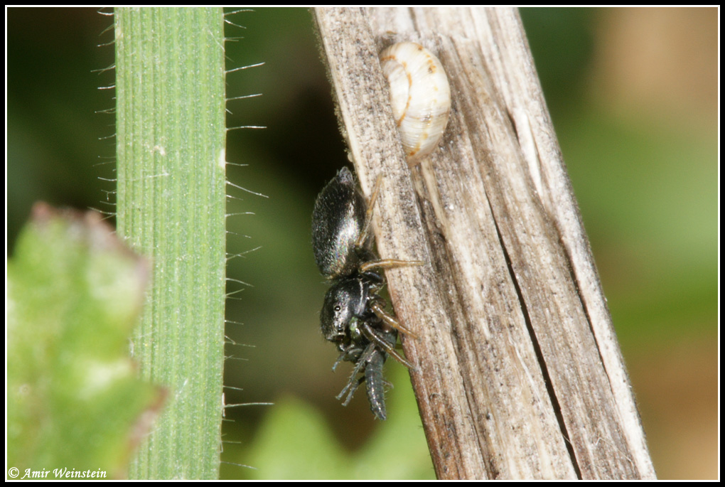 Araneae d''Israele